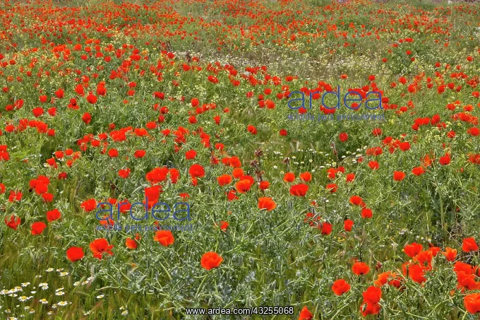 : Red Poppy Field in Central Turkey during : Red Poppy Field in Central Turkey during