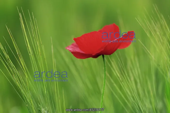 : Red poppy flower among wheat crop, Tuscany : Red poppy flower among wheat crop, Tuscany