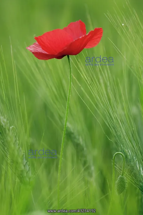 : Red poppy flower among wheat crop, Tuscany : Red poppy flower among wheat crop, Tuscany