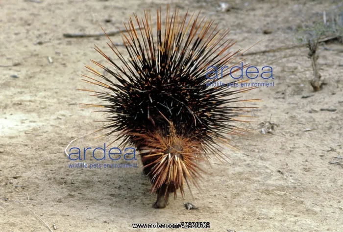  : RED PORCUPINE