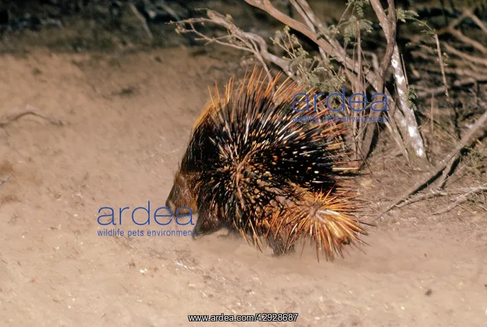 : Red Porcupine : Red Porcupine