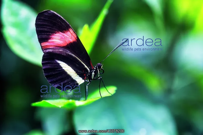  : Red postman (Heliconius erato), captive