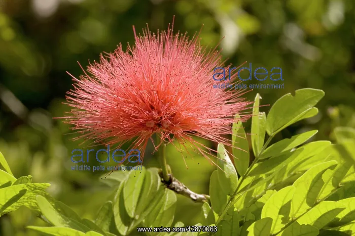 : Red powder puff in flower : Red powder puff in flower