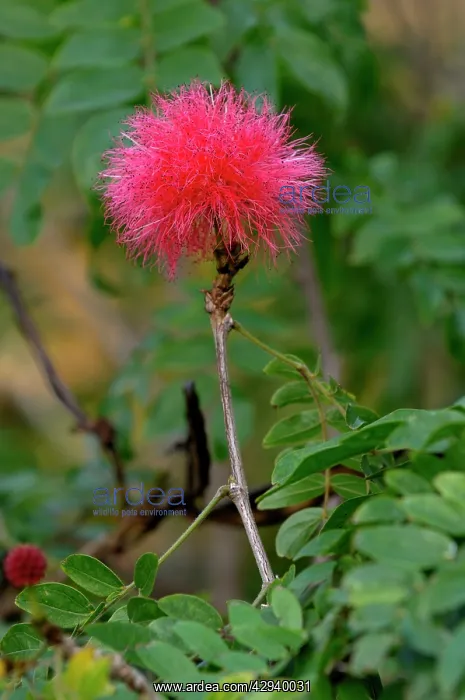 : Red Powderpuff - Botanical Gardens : Red Powderpuff - Botanical Gardens
