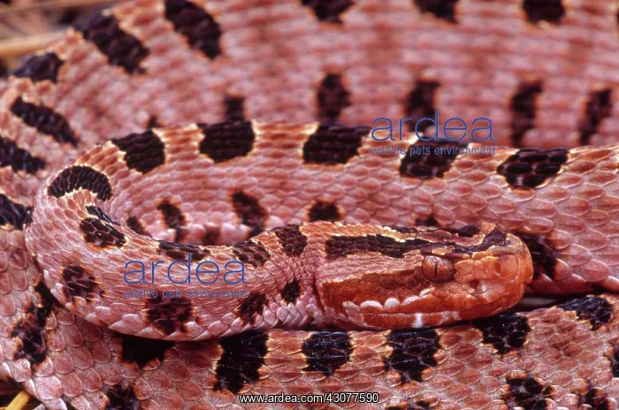 : Red Pygmy Rattlesnake : Red Pygmy Rattlesnake