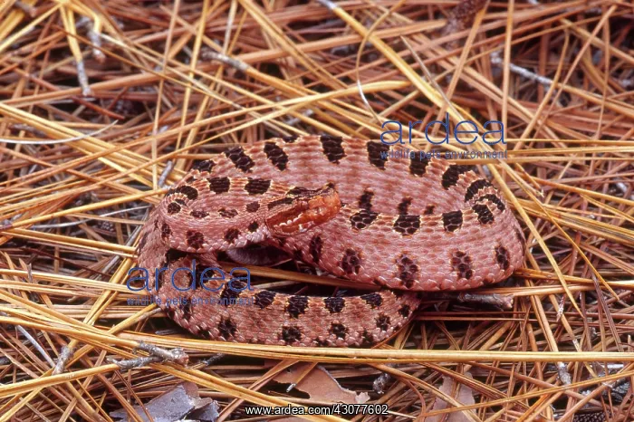 : Red Pygmy Rattlesnake : Red Pygmy Rattlesnake