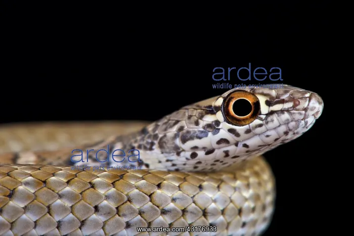 : Red racer (Masticophis flagellum piceus), United : Red racer (Masticophis flagellum piceus), United