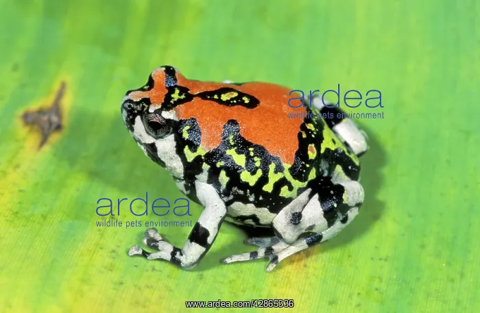 : Red Rain Frog : Red Rain Frog