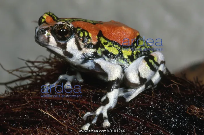  : Red Rain Frog