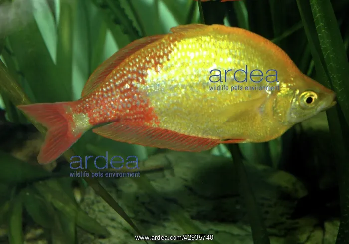 : Red rainbowfish : Red rainbowfish