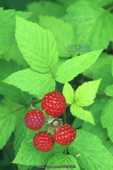 : Red Raspberries : Red Raspberries