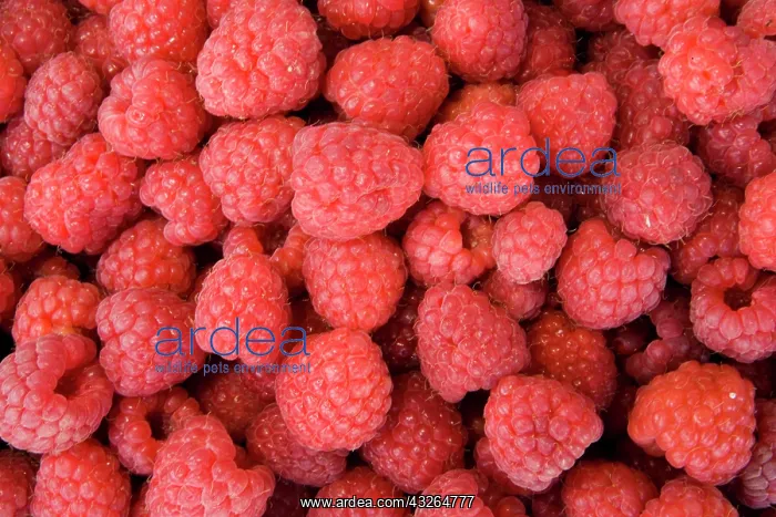 : Red raspberries (Rubus idaeus), before sale : Red raspberries (Rubus idaeus), before sale