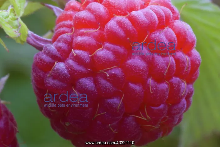: Red Raspberry : Red Raspberry