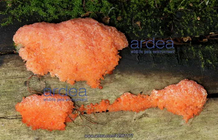 : Red Raspberry Slime : Red Raspberry Slime