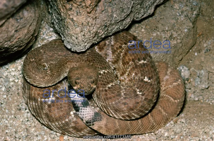 : Red Rattlesnake : Red Rattlesnake