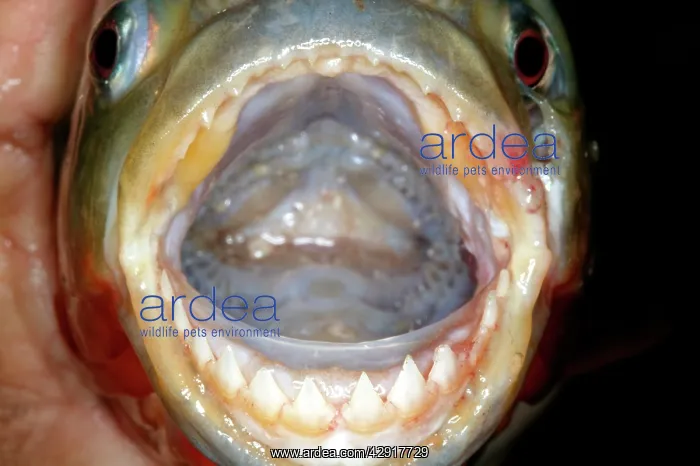 : Red / Red-Bellied Piranha - mouth wide open showing teeth : Red / Red-Bellied Piranha - mouth wide open showing teeth