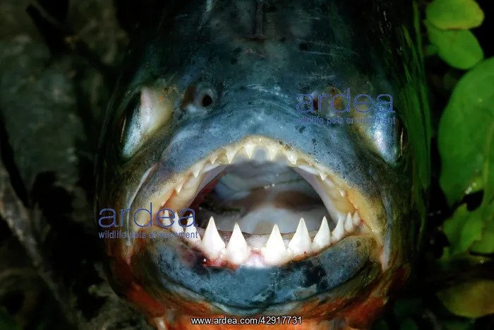 : Red / Red-Bellied Piranha - mouth wide open showing teeth : Red / Red-Bellied Piranha - mouth wide open showing teeth