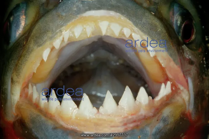 : Red / Red-Bellied Piranha - mouth wide open showing teeth : Red / Red-Bellied Piranha - mouth wide open showing teeth