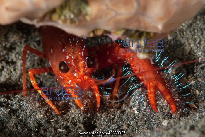 : Red Reef Lobster : Red Reef Lobster