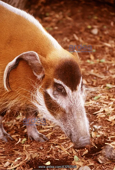 : RED RIVER HOG - close-up of head : RED RIVER HOG - close-up of head