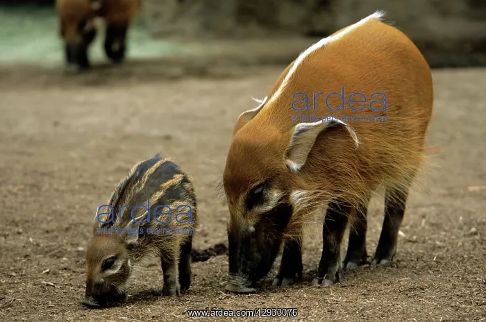 : Red River HOG - Female with young : Red River HOG - Female with young
