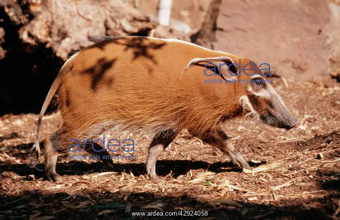 : Red River HOG / Western Bush Pig - side view : Red River HOG / Western Bush Pig - side view