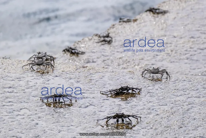: Red rock crab (Grapsus adscensionis), Madeira, Portugal : Red rock crab (Grapsus adscensionis), Madeira, Portugal