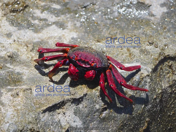 : Red rock crab (Grapsus adscensionis) on rock. Puerto de Moga : Red rock crab (Grapsus adscensionis) on rock. Puerto de Moga