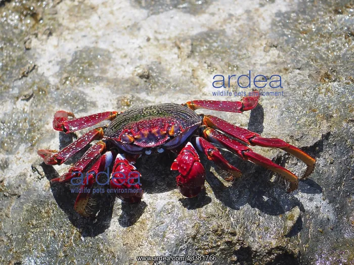 : Red rock crab (Grapsus adscensionis) on rock. Puerto : Red rock crab (Grapsus adscensionis) on rock. Puerto