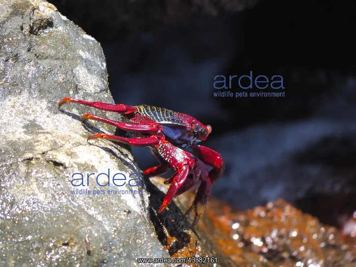 : Red rock crab (Grapsus adscensionis) on rock. Puerto : Red rock crab (Grapsus adscensionis) on rock. Puerto