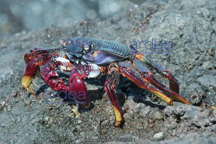 : Red rock crab (Grapsus adscensionis), Tenerife : Red rock crab (Grapsus adscensionis), Tenerife