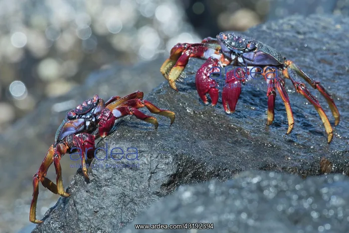: Red rock crab (Grapsus adscensionis), Tenerife : Red rock crab (Grapsus adscensionis), Tenerife