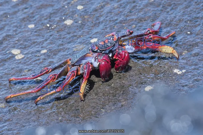 : Red rock crab (Grapsus adscensionis), Tenerife : Red rock crab (Grapsus adscensionis), Tenerife