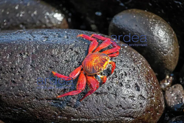 : Red rock crab (Grapsus grapsus), Galapagos Islands, E : Red rock crab (Grapsus grapsus), Galapagos Islands, E