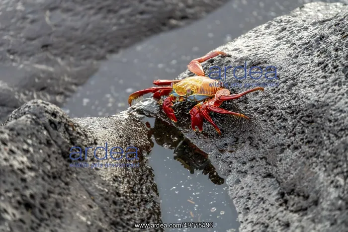 : Red rock crab (Grapsus grapsus) : Red rock crab (Grapsus grapsus)