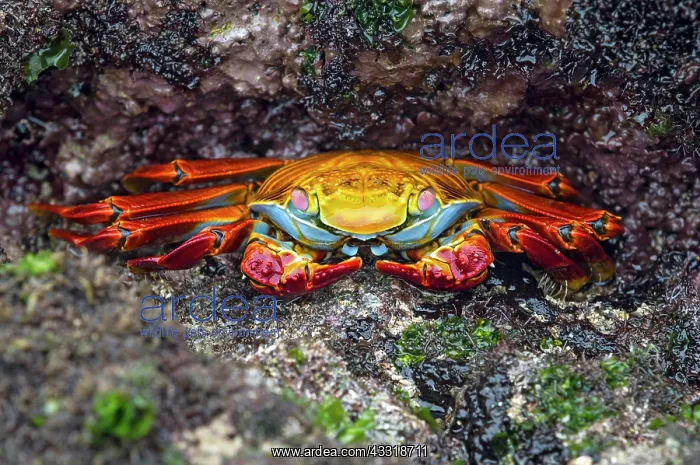 : Red rock crab (Grapsus grapsus), family of marsh : Red rock crab (Grapsus grapsus), family of marsh