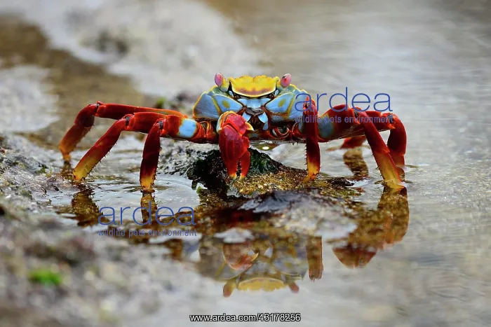 : Red rock crab (Grapsus grapsus), also known as Sally : Red rock crab (Grapsus grapsus), also known as Sally