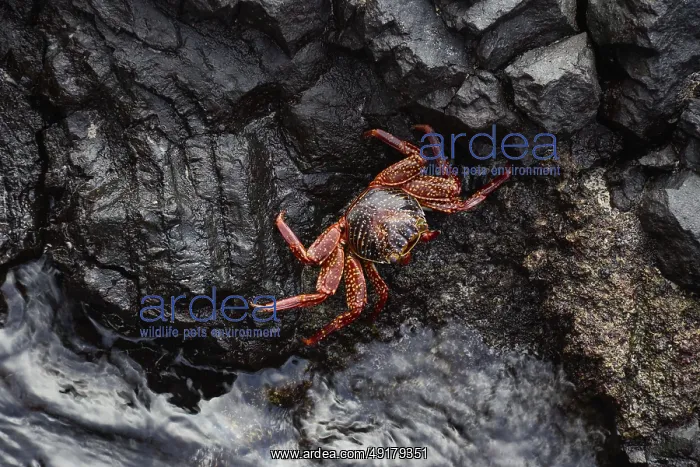  : Red rock crab (Grapsus grapsus) on lava rock