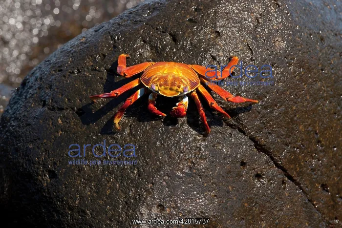 : Red rock crab Grapsus grapsus North Seymour Island Galapagos : Red rock crab Grapsus grapsus North Seymour Island Galapagos