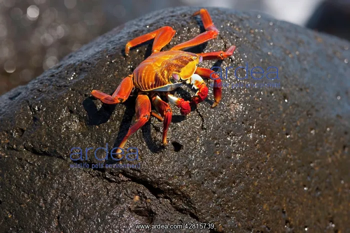 : Red rock crab Grapsus grapsus North Seymour Island Galapagos : Red rock crab Grapsus grapsus North Seymour Island Galapagos