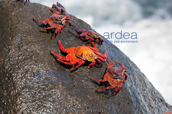 : Red rock crab Grapsus grapsus North Seymour Island Galapagos : Red rock crab Grapsus grapsus North Seymour Island Galapagos