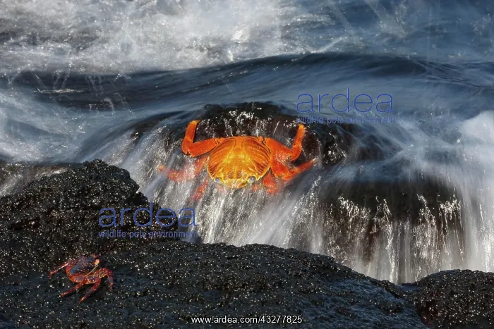 : Red rock crab (Grapsus grapsus) on a rock in the : Red rock crab (Grapsus grapsus) on a rock in the