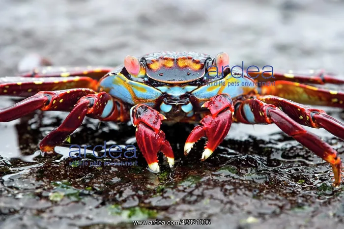  : Red rock crab (Grapsus grapsus) on rock, Isabela
