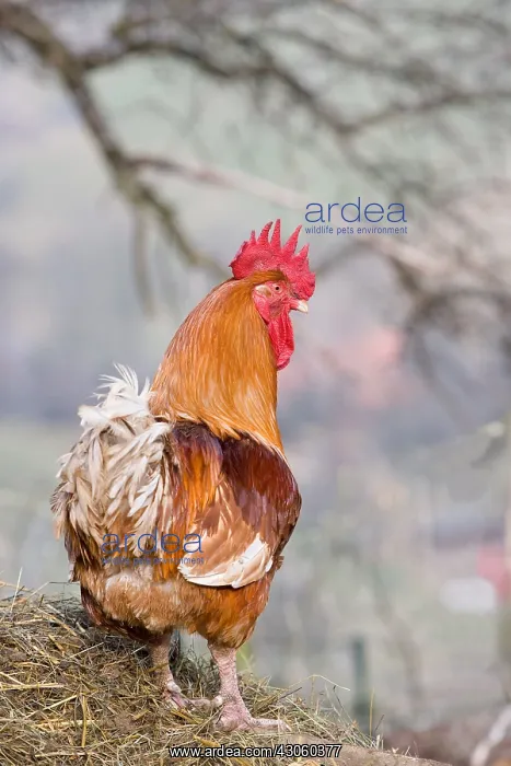 : Red Rooster on a pile of manure in a farm yard : Red Rooster on a pile of manure in a farm yard