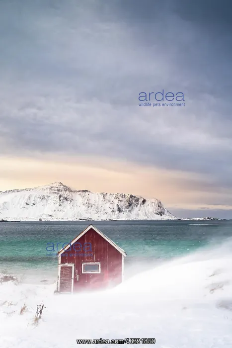 : Red Rorbuer fishing hut on the beach in the snow : Red Rorbuer fishing hut on the beach in the snow