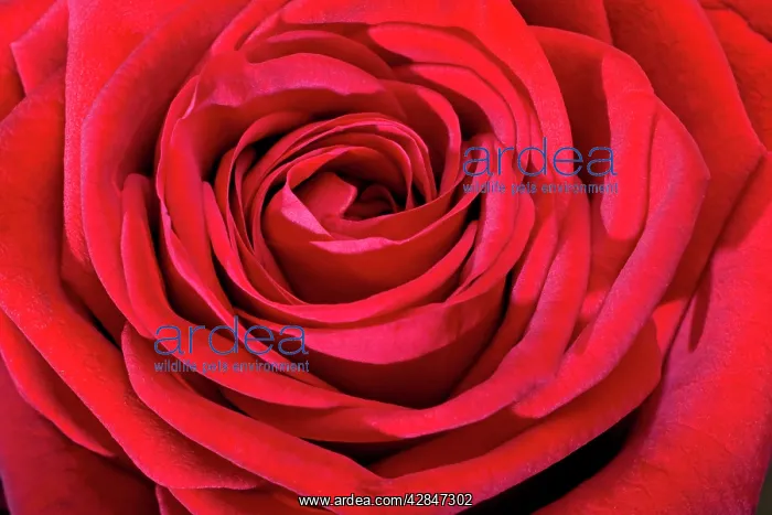 : Red Rose : Red Rose