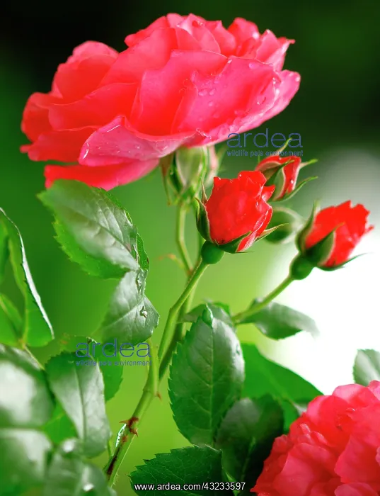 : Red rose : Red rose