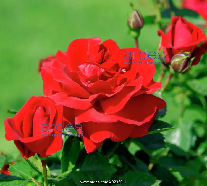 : Red rose : Red rose