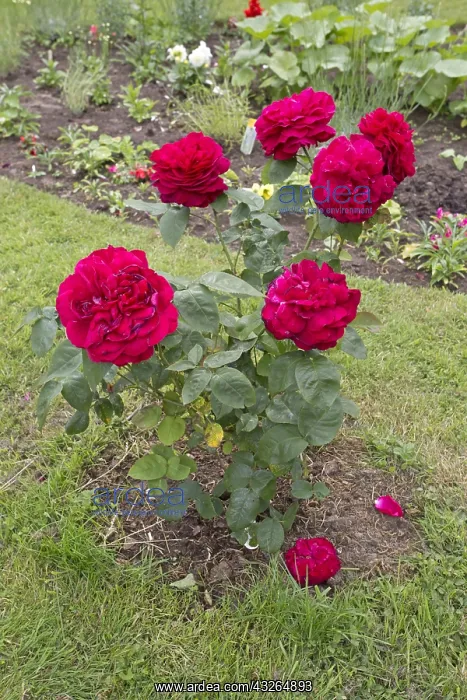 : Three red rose in full bloom, community wildlife : Three red rose in full bloom, community wildlife