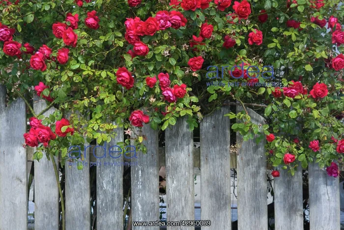 : Red Rose Bush - hanging over a picket fence : Red Rose Bush - hanging over a picket fence
